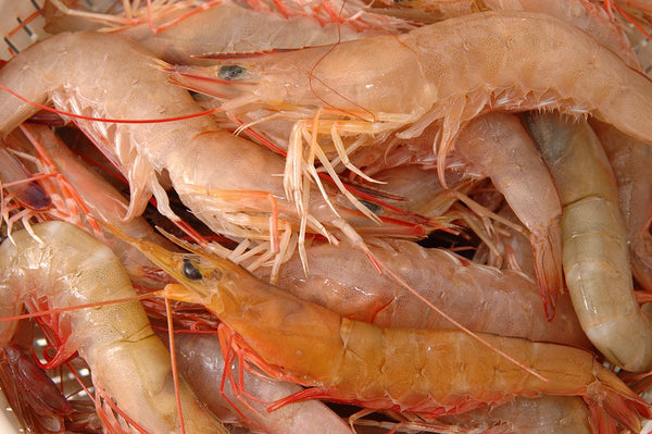 SHELLFISH – Peter's Florida Seafood