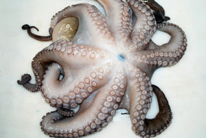 Whole Octopus
