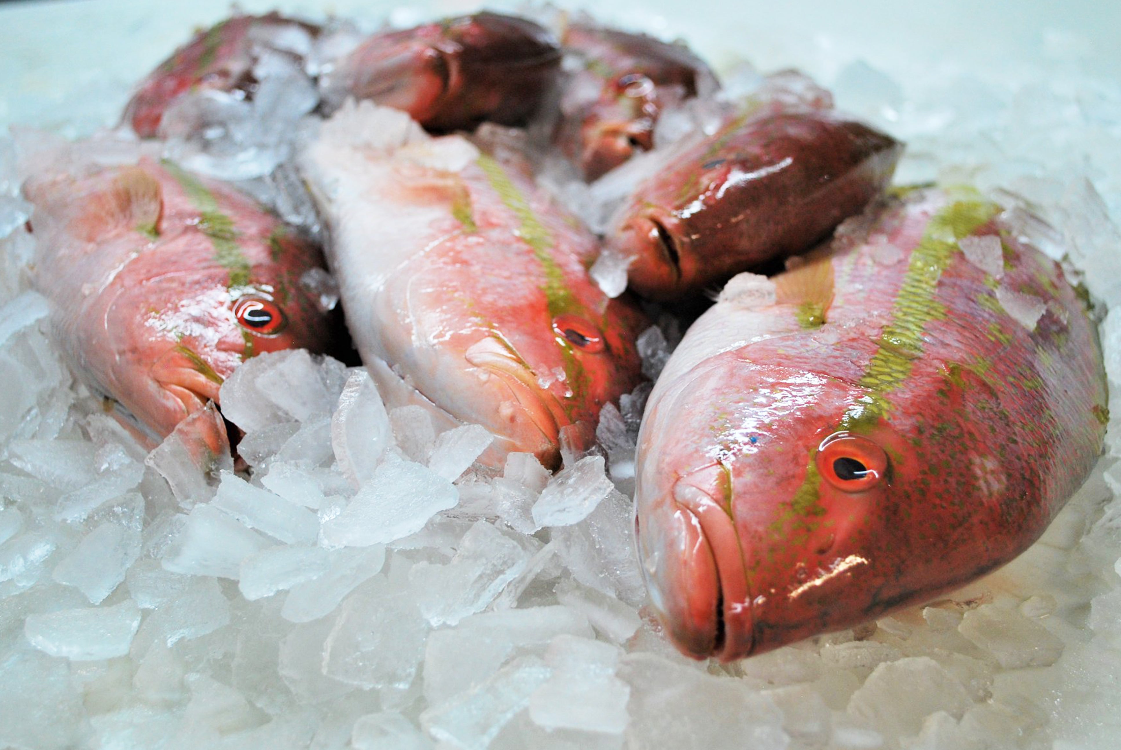 Fresh Whole Yellowtail Snapper – Peter's Florida Seafood
